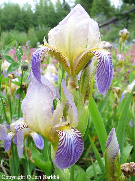 Iris Germanica-Ryhmä 'Elleniida', tarhakurjenmiekka
